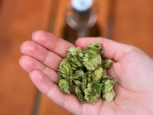 Eine Hand mit Hopfendolden, dahinter eine Flasche Flensburger Bier auf einem Holtisch.