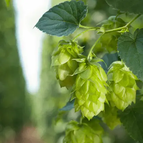 Hopfendolden an der grünen Pflanze.