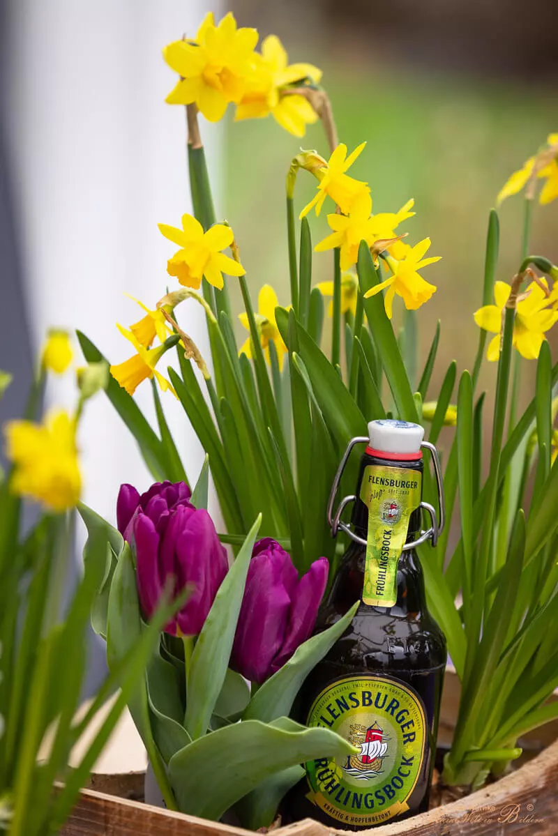 Eine Flasche Flensburger Frühlingsbock in einem Topf mit Osterglocken.