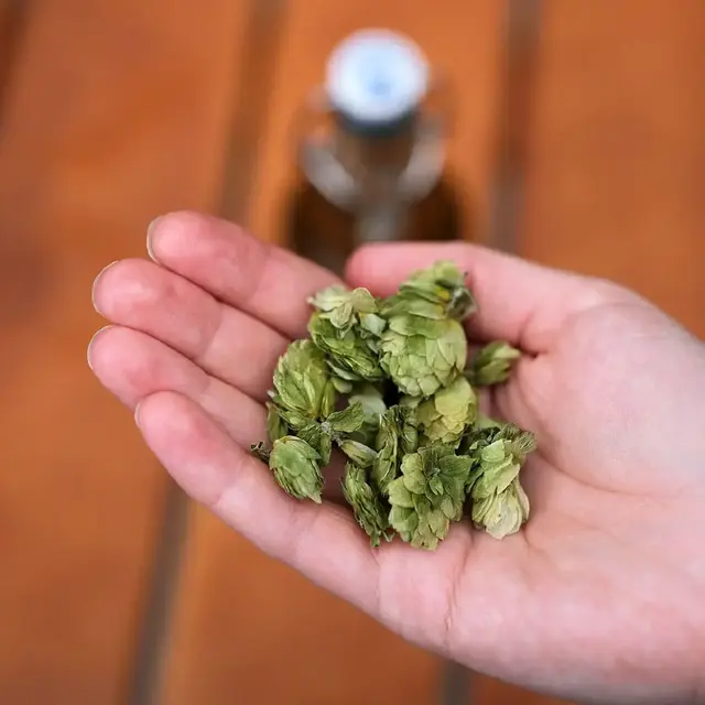 Hopfendolden in einer Handfläche, dahinter verschwommen eine Flasche Flensburger Pilsener.
